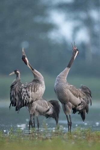 Cranes