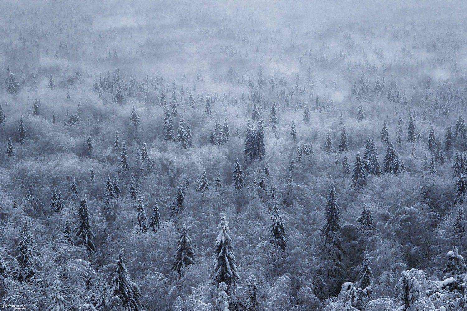 колпаки, пермский край, зима, ели, урал, природа, снег, Антон Кошетаров