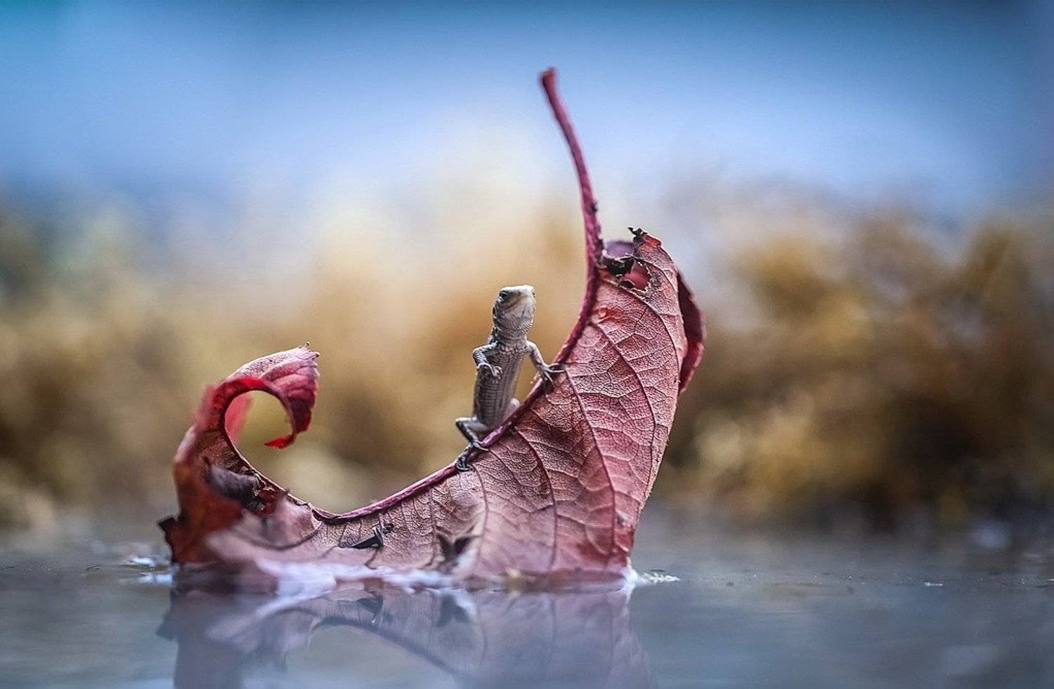 , Вячеслав Мищенко