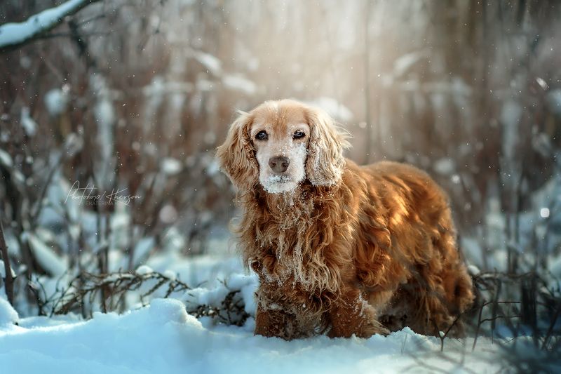 собака, анималистика, зима, лес, портрет, бордер колли, спаниель Зима фото превью