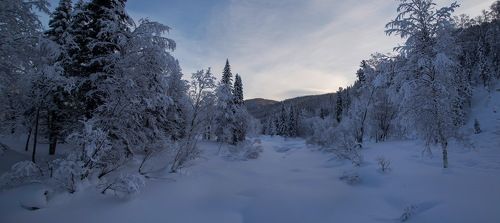 Сказочный лес в Рождество!