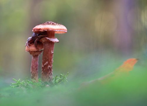 Лягуха. Но уже не царевна.