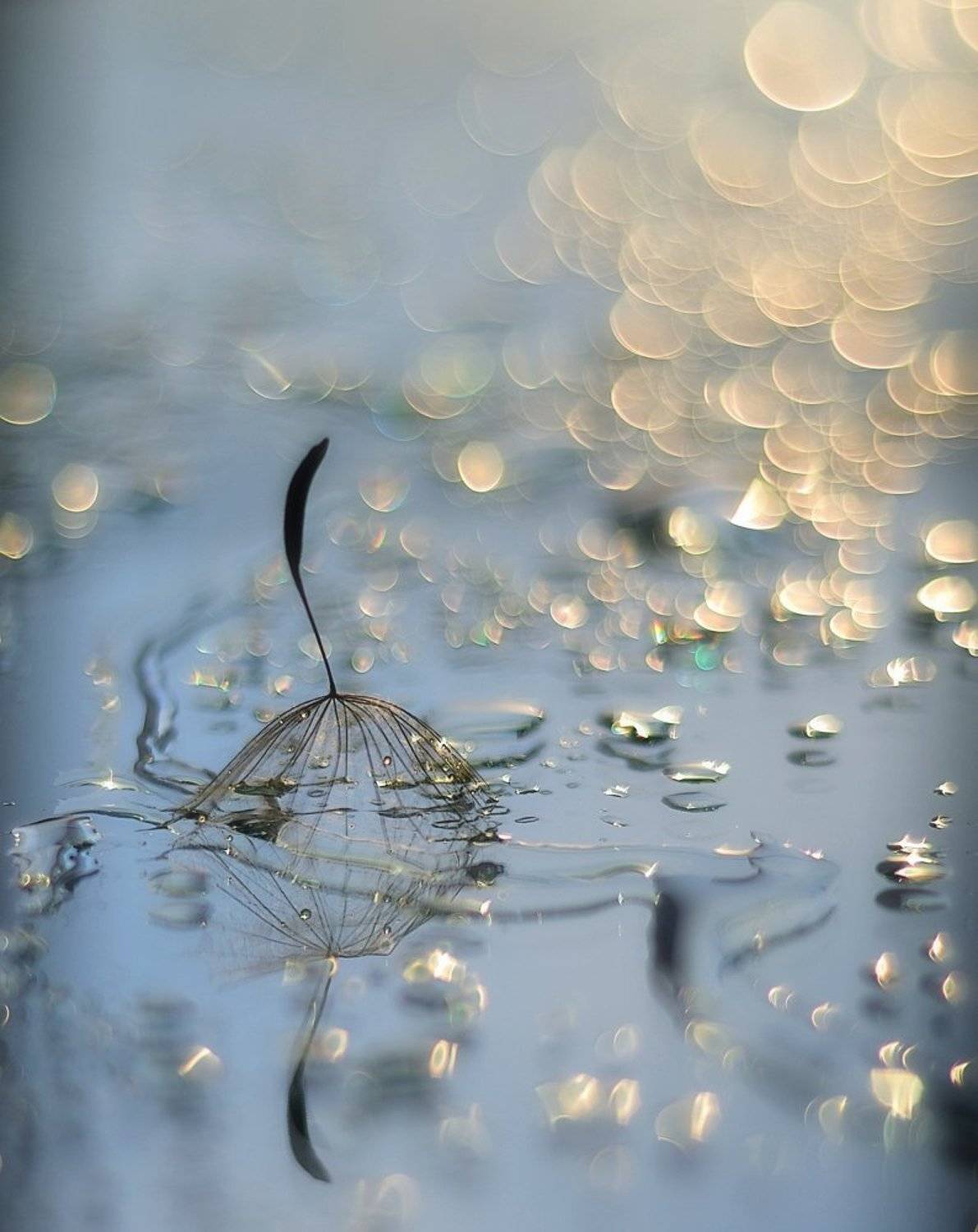 макро,боке, Наталия К