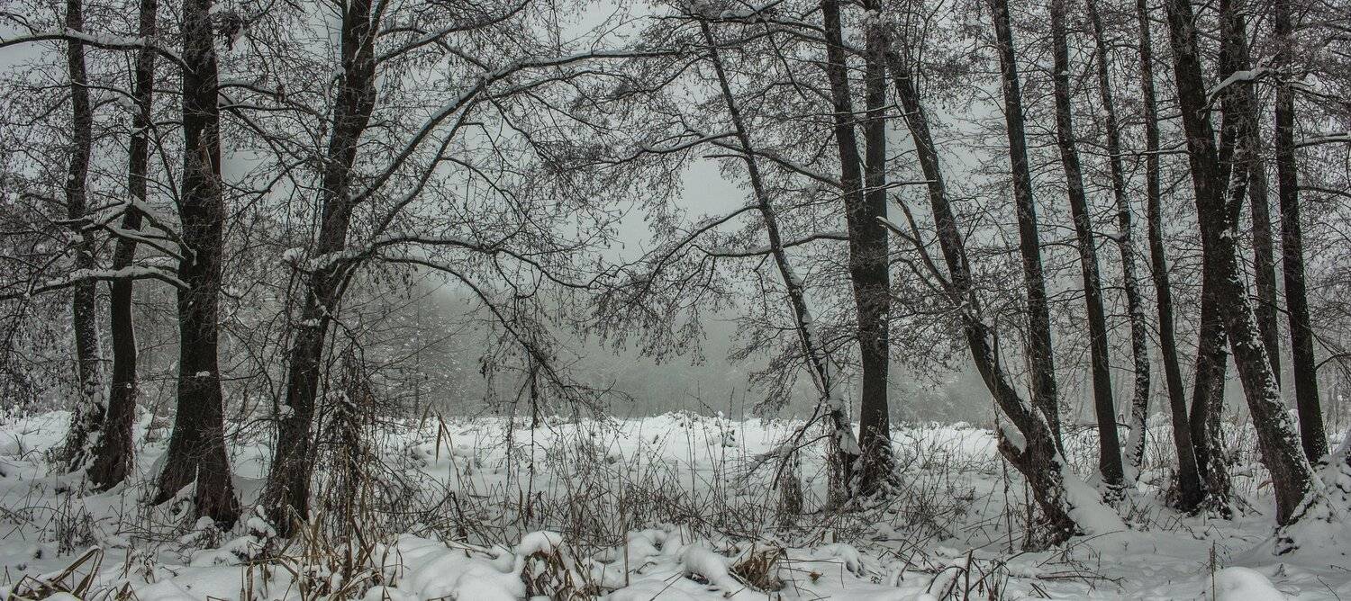 лес, зима, снег, туман, Руслан Востриков