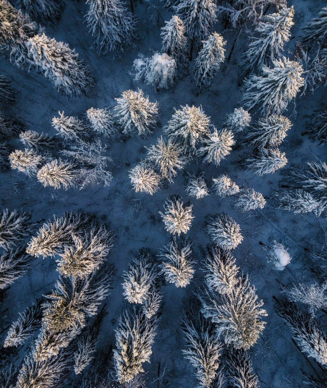 , Антон Шваин