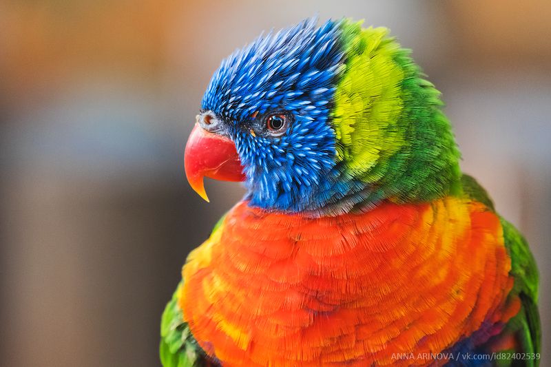 Parrot фото превью