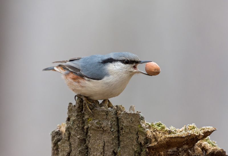 поползень поползень фото превью