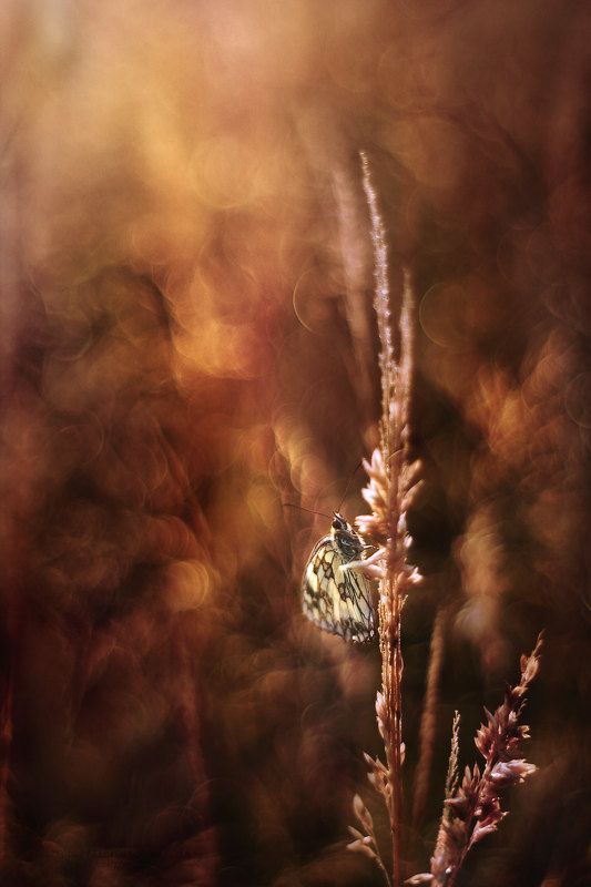 ... фото превью