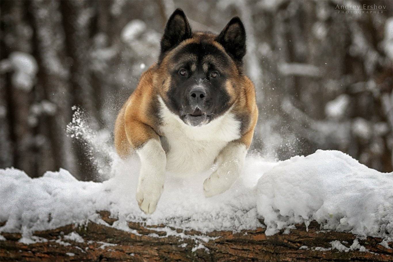 , Андрей Ершов