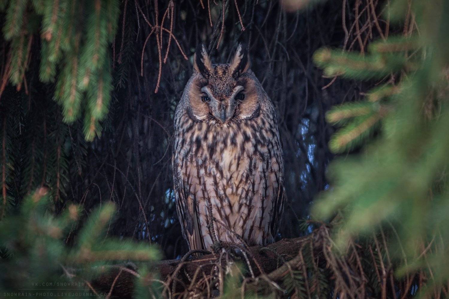 owl, wildlife, wildlife photography, анималистика, сова, фотоохота, birds, nature, птицы, Snowrain