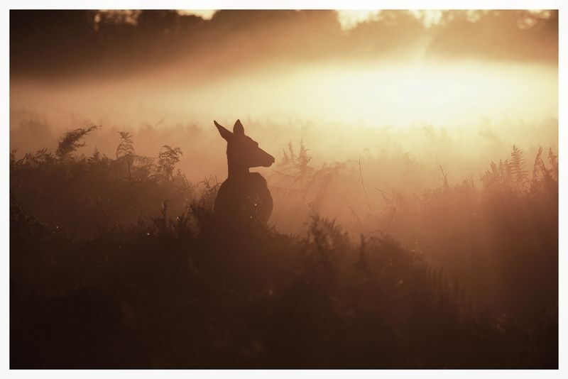one morning фото превью