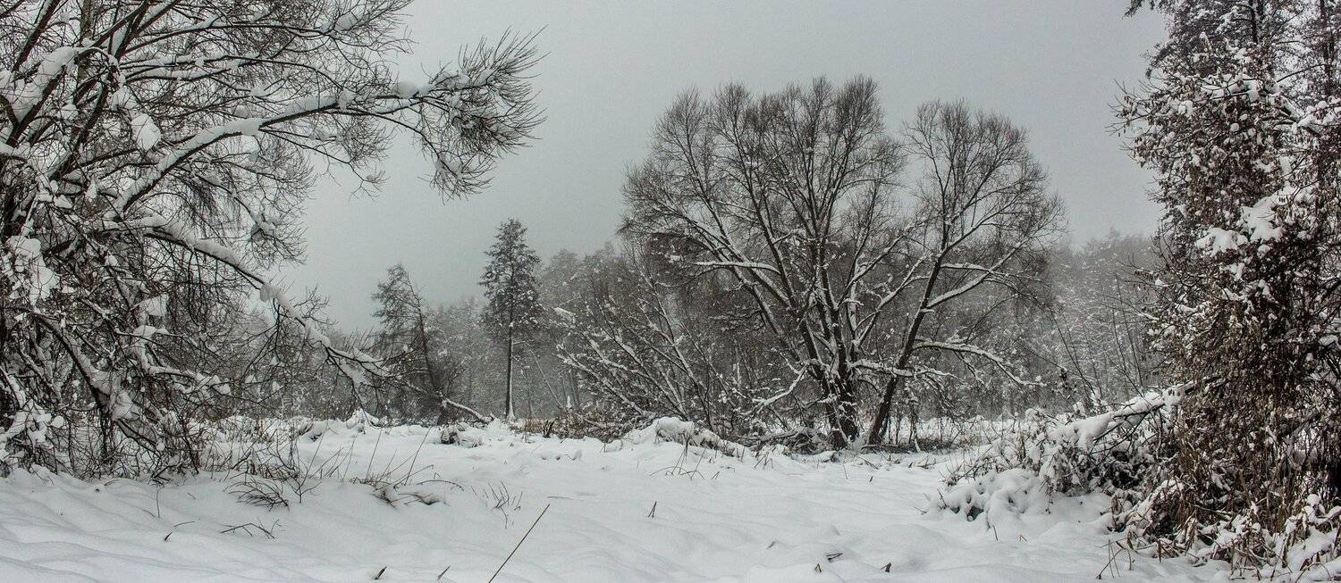 лес, зима, снег, туман, Руслан Востриков