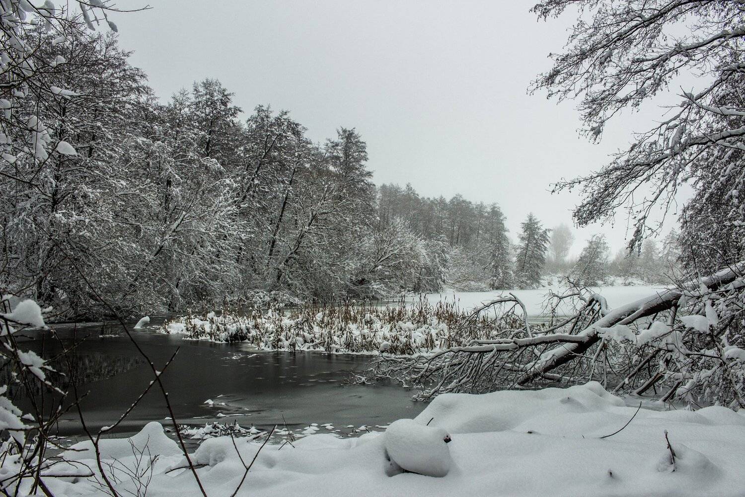 лес, зима, снег, туман, Руслан Востриков