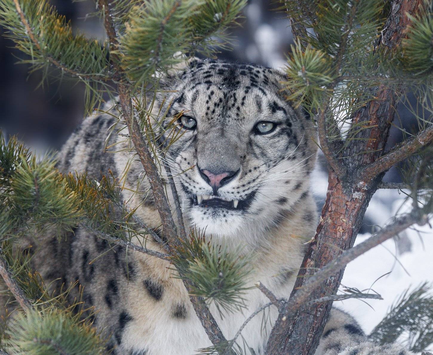 , Олег Богданов