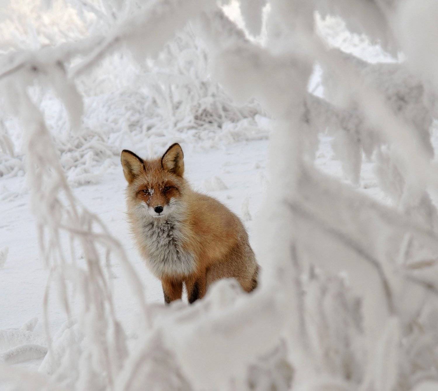 лиса.зима., Марина Фомина