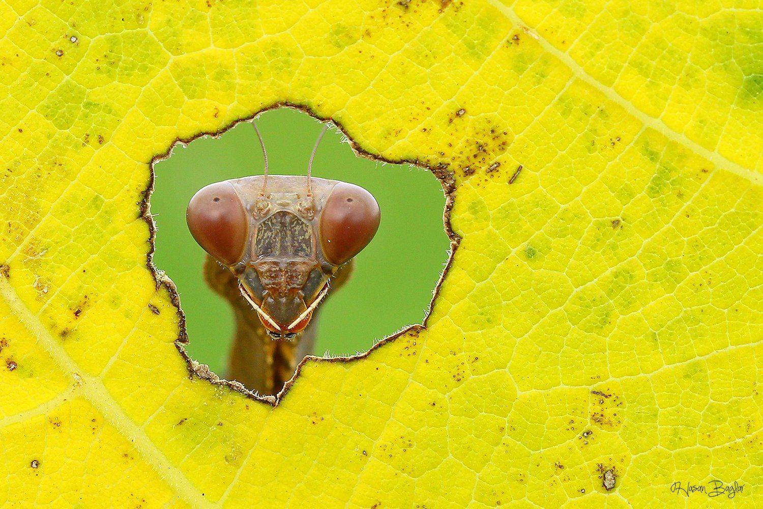 #praying#mantis#macro#look#at#the#window#cyprus#northcyprus, Hasan Baglar