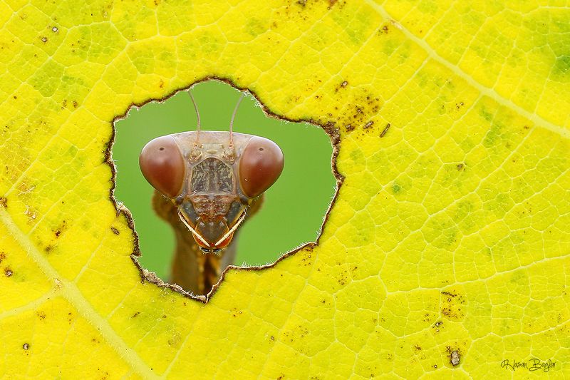 #praying#mantis#macro#look#at#the#window#cyprus#northcyprus Window Of Autumn фото превью