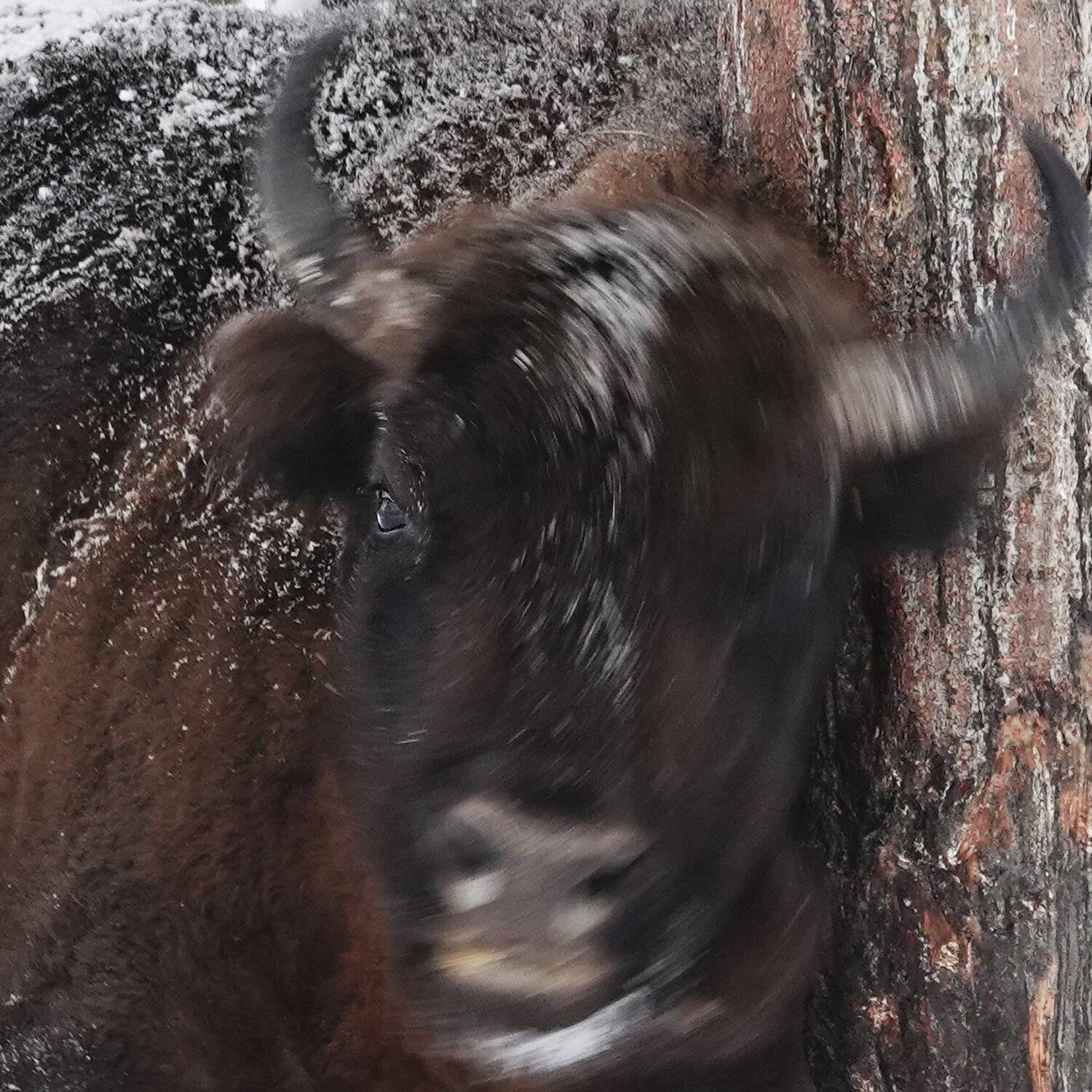 зубр, Александр Маркелов