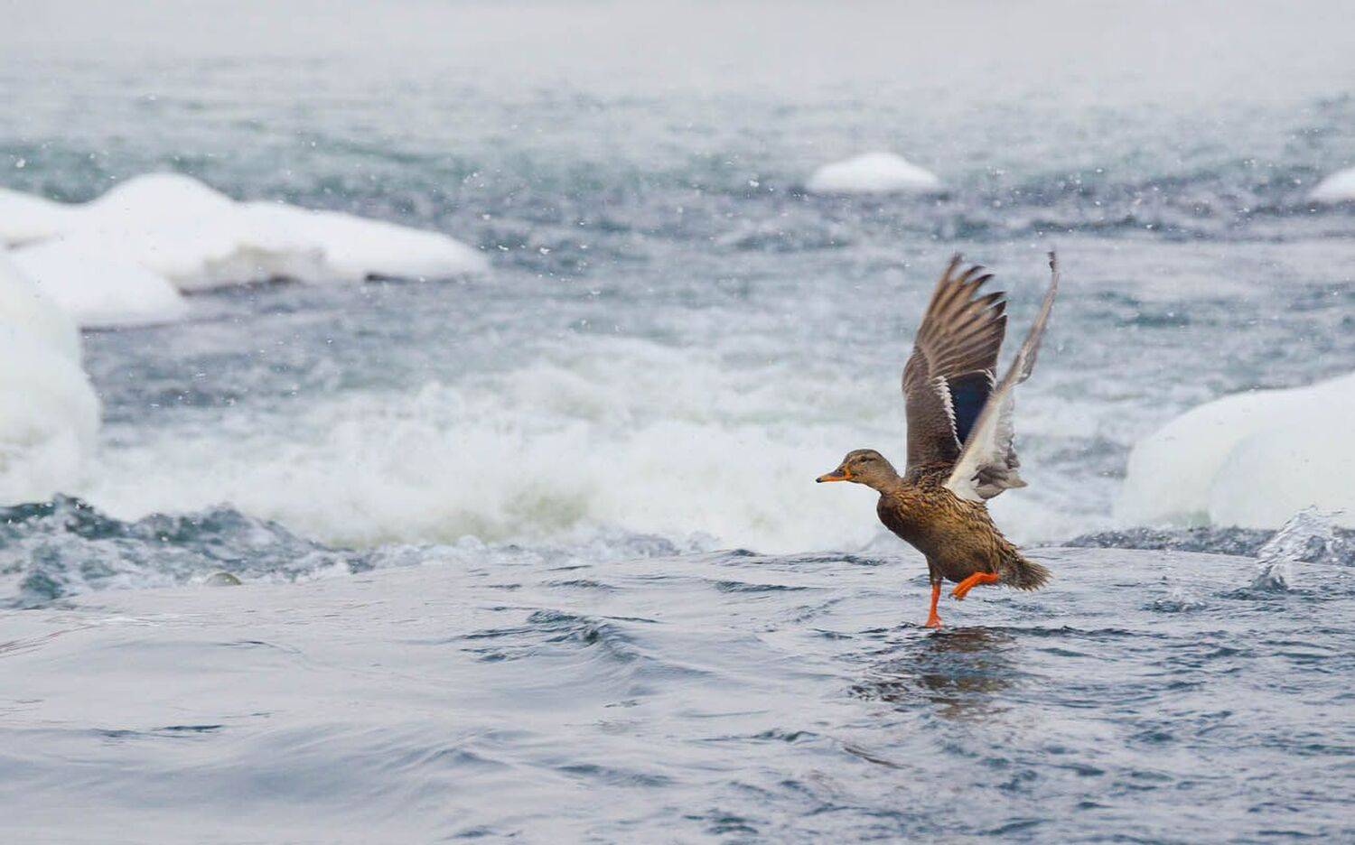 утка, кряква, река, упа, перекат, зима, Михаил Агеев