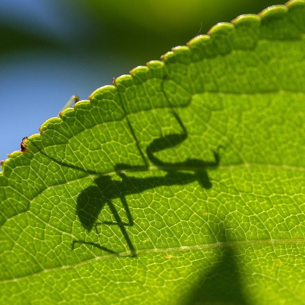 , Александр Земляной