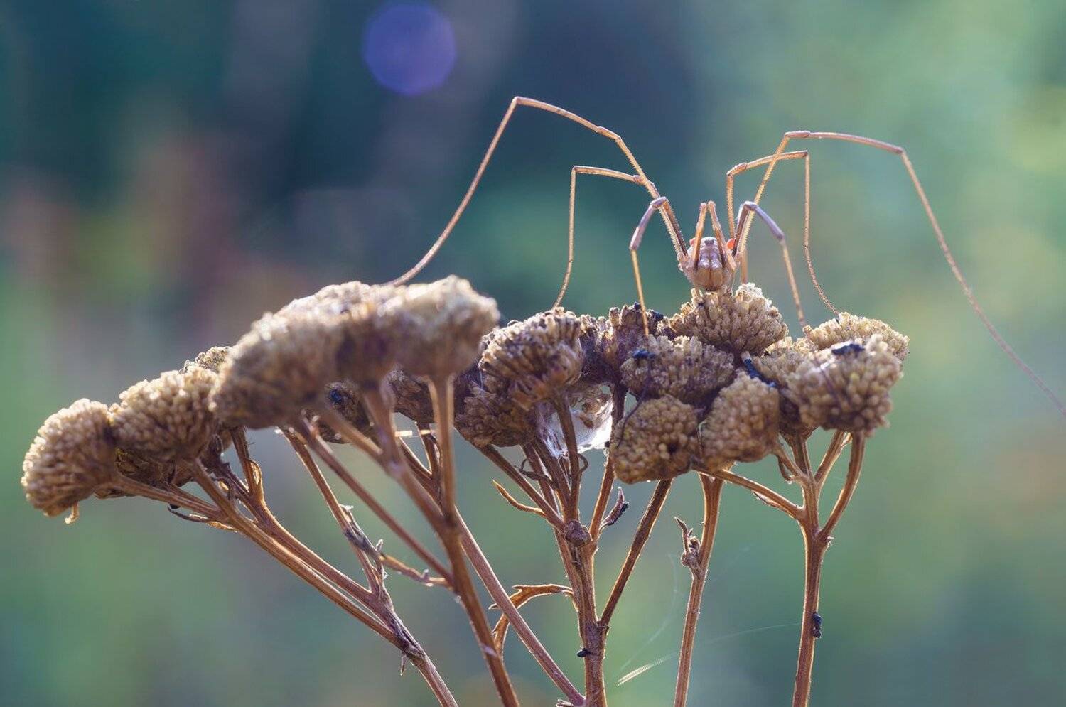 ******, Кузнецов Дмитрий