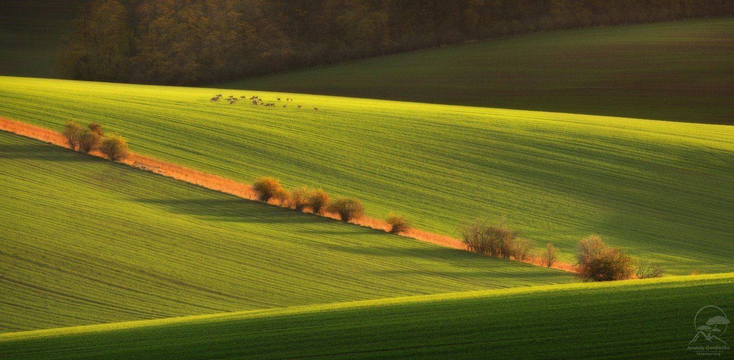 пейзаж, природа, поле, моравия, чехия,косули, Анатолий Гордиенко