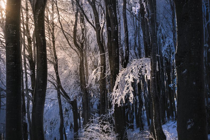 bulgaria, central balkan, peak, hut, adventure, travel, snow, ice, winter Just a twig фото превью