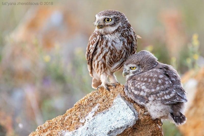 my-mriya Домовые сычи фото превью