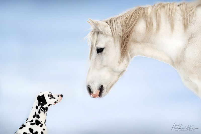 собака, лошадь, анималистика, зима, поле, портрет, далматин, пони Друзья фото превью