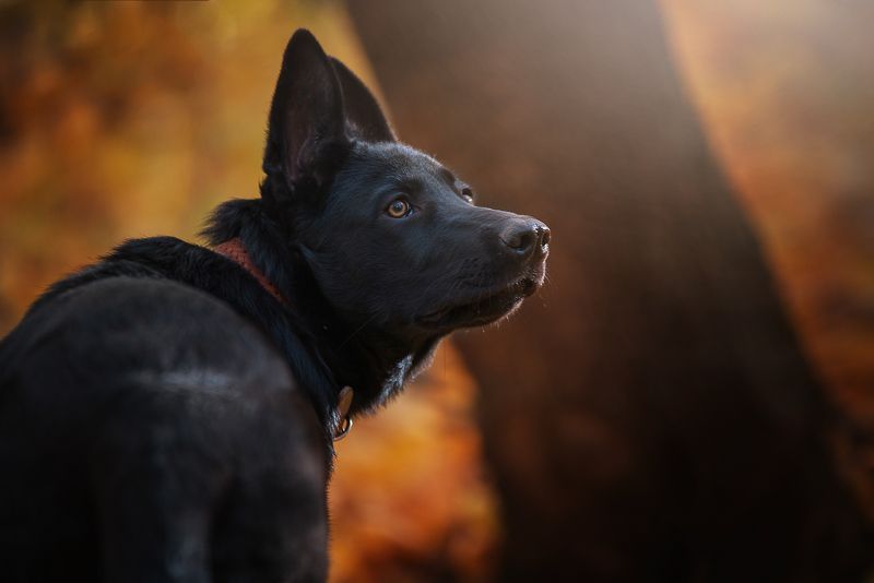 Щенок немецкой овчарки фото превью