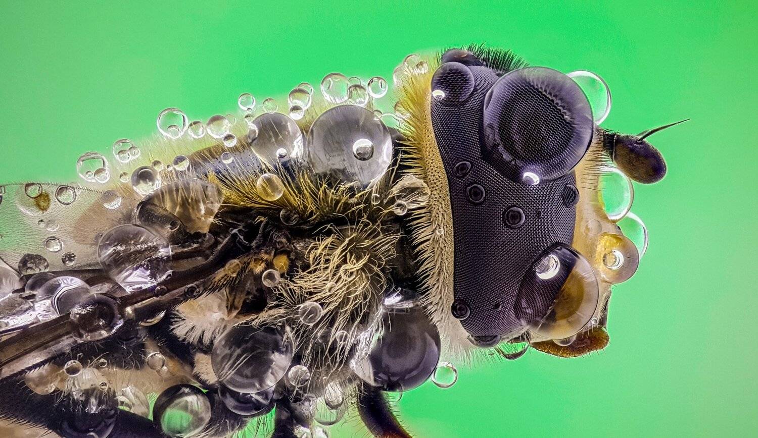 ceclii, macro, extrememacro, Tsvetan Ganev