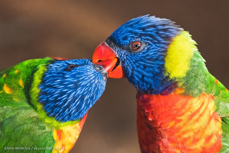 Parrot фото превью