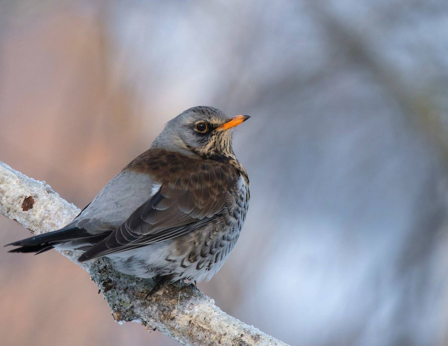 птицы,природа,зима,, Андрей Киселёв