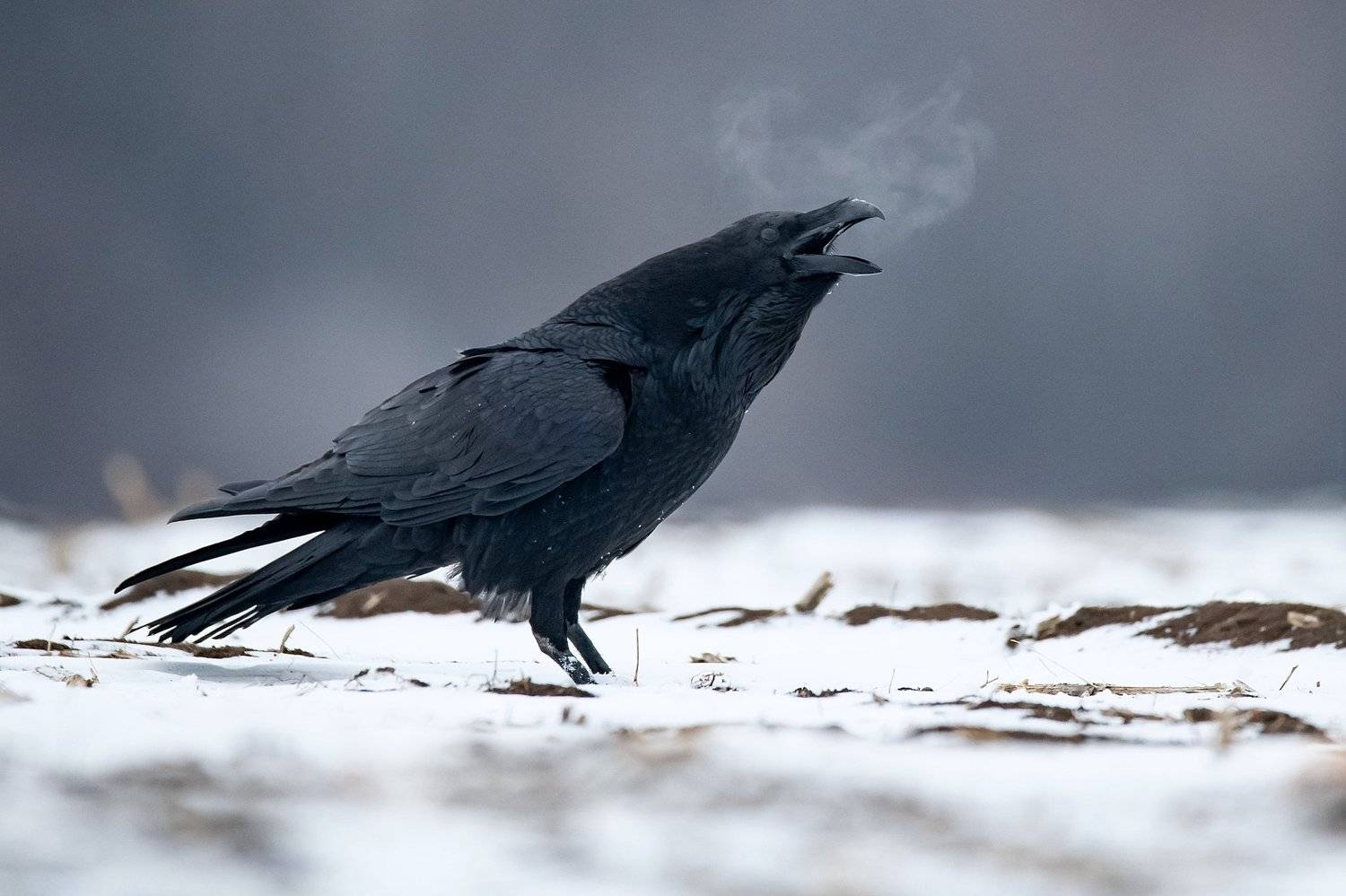 , Мартин Попов