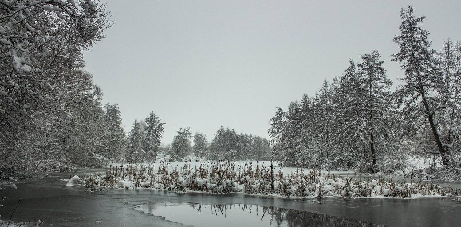 лес, зима, снег, туман, Руслан Востриков