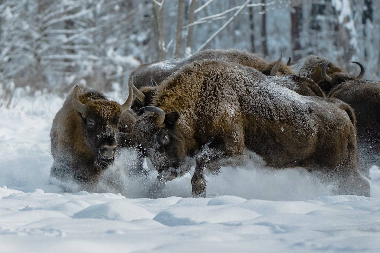 зубр, Александр Маркелов