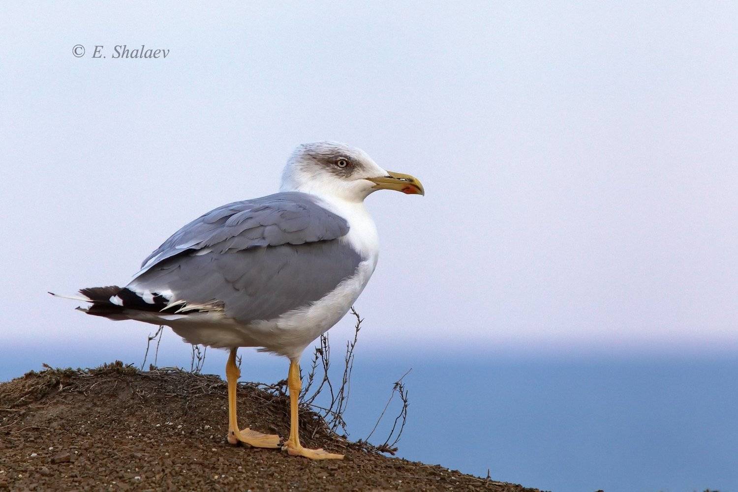 хохоту́нья,степная чайка,larus cachinnans,birds,птица,птицы,фотоохота,чайка, Евгений