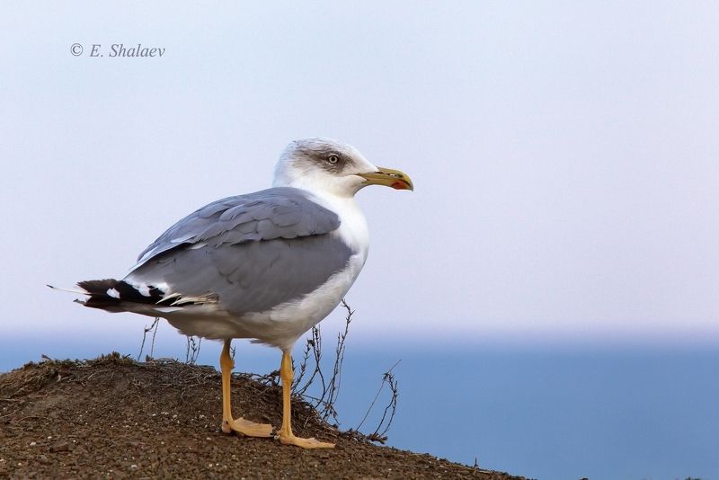 хохоту́нья,степная чайка,larus cachinnans,birds,птица,птицы,фотоохота,чайка Опять штормит фото превью