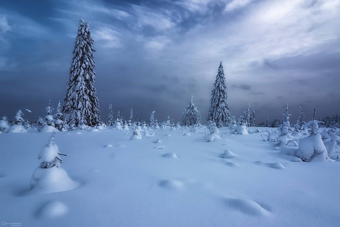 урал,снег,пушистые ели,ёлки,зима,Пермский край,, Антон Кошетаров