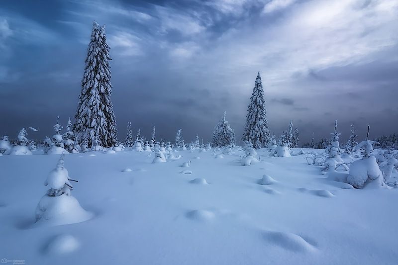 Снежные ели фото превью