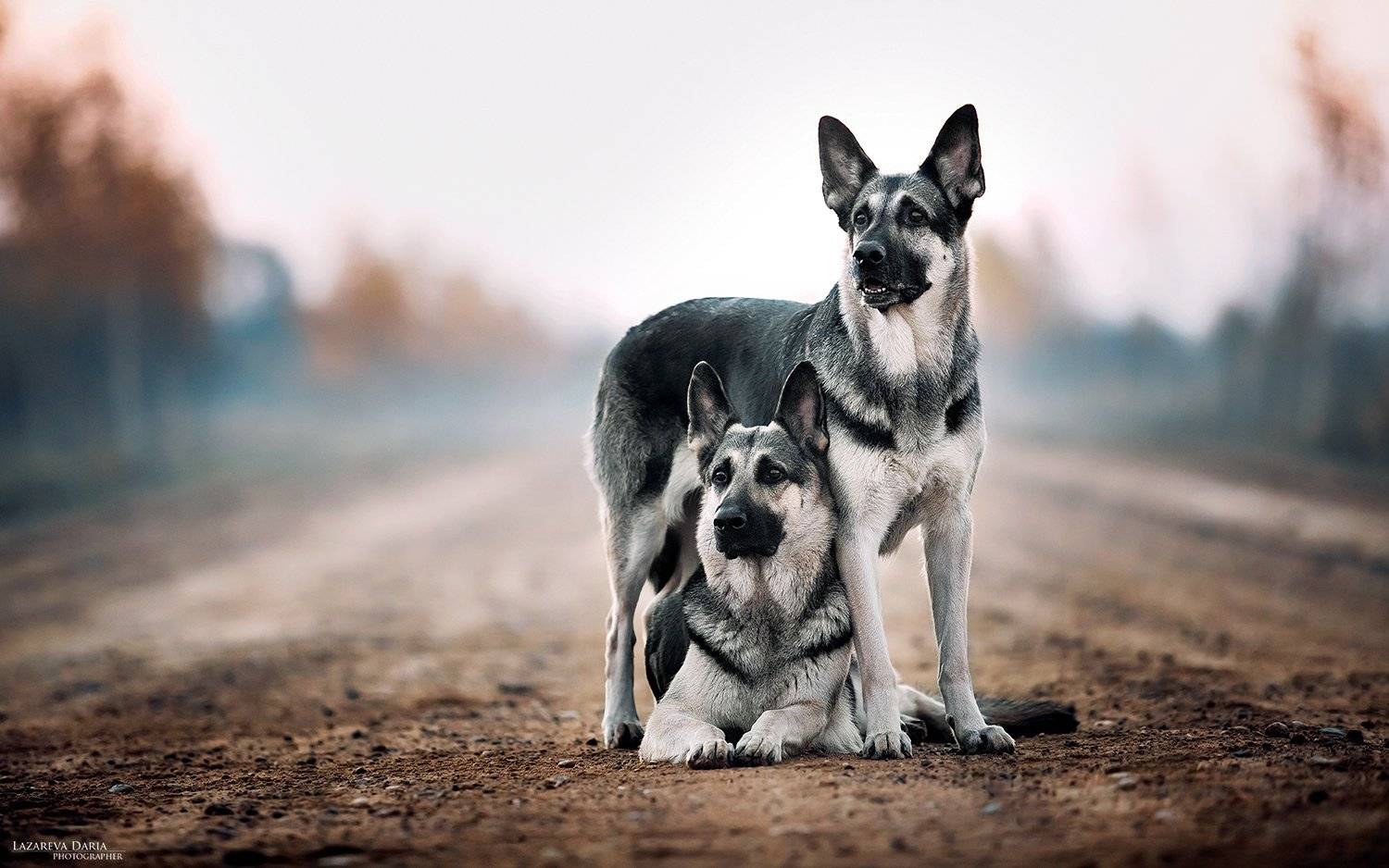 собака, природа, поле, овчарка, Дарья Лазарева