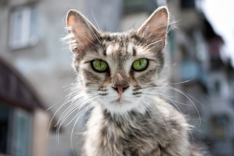 кот, кошка, усы, морда, глаза, взгляд гипноз фото превью