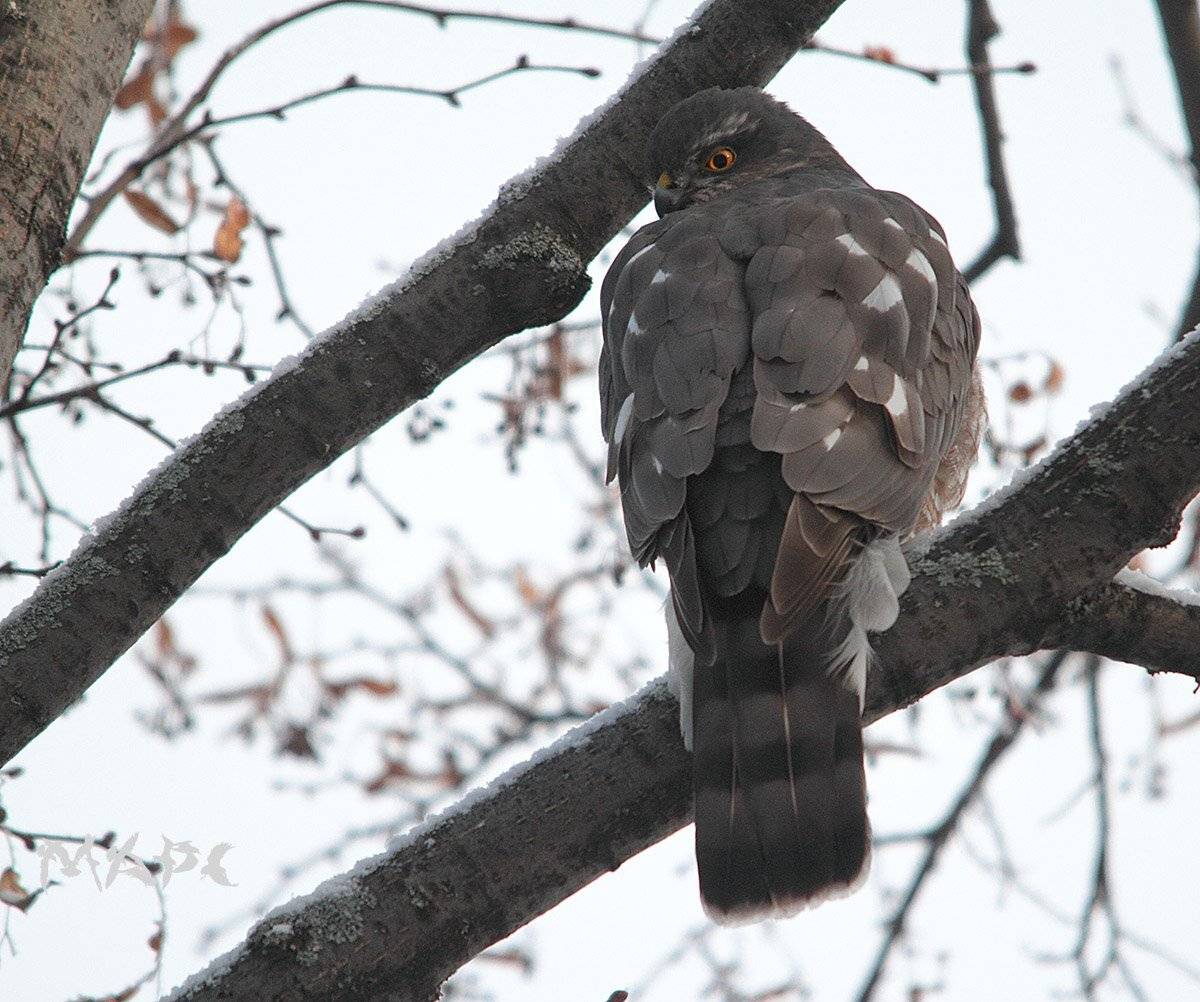 животные птицы хищник ястреб-перепелятник зима, Шангареев Марс