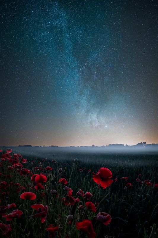milkyway latvia poppies fog  Poppies and stars фото превью