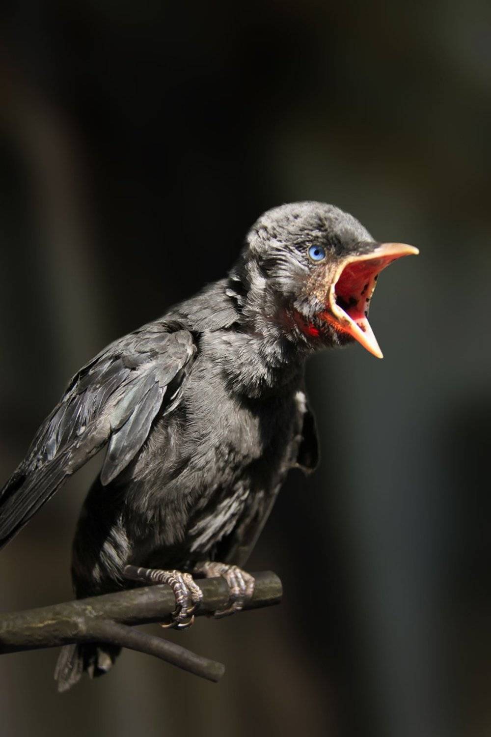 , Гагик Мхитарян