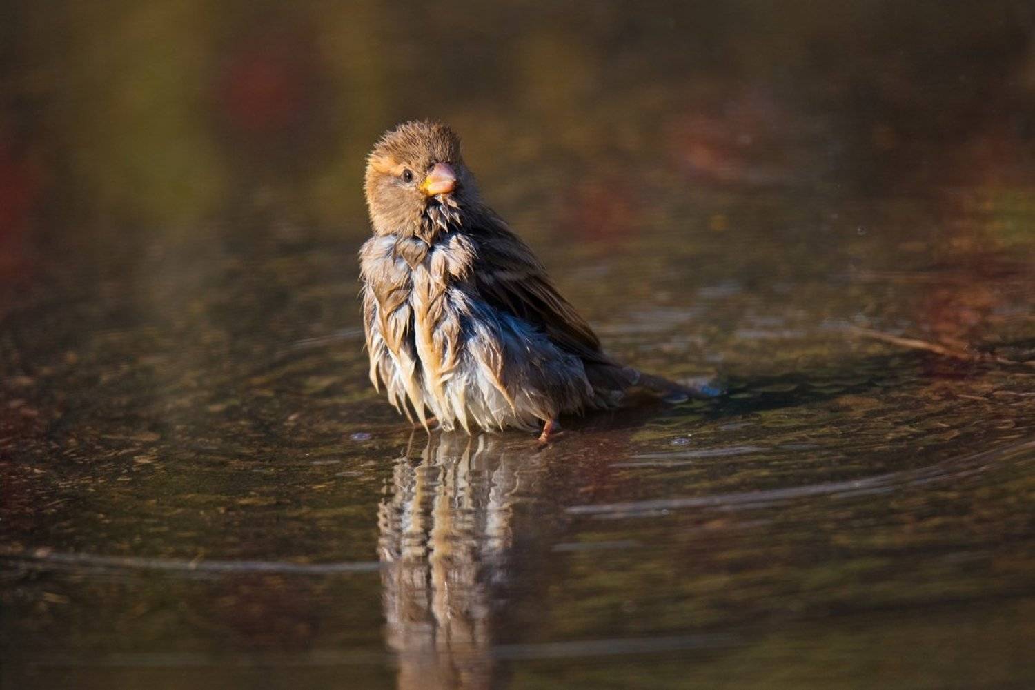 воробей, лужа, Людмила Бекман