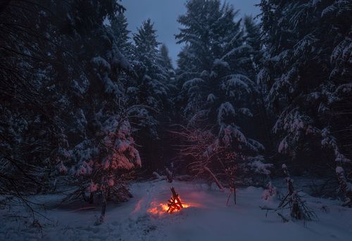 Сумеречная тишь и одиночество в заснеженном лесу