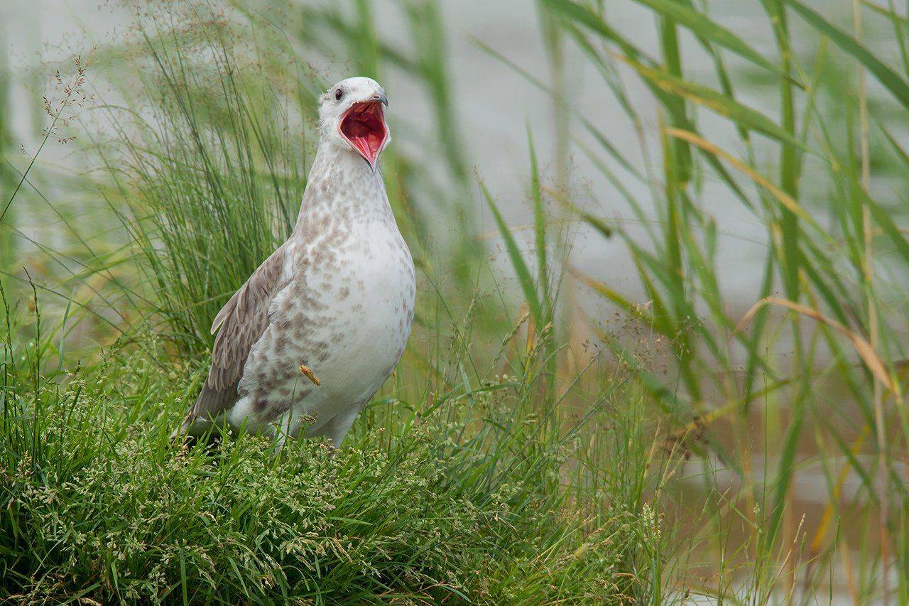 , Валерий Субачев