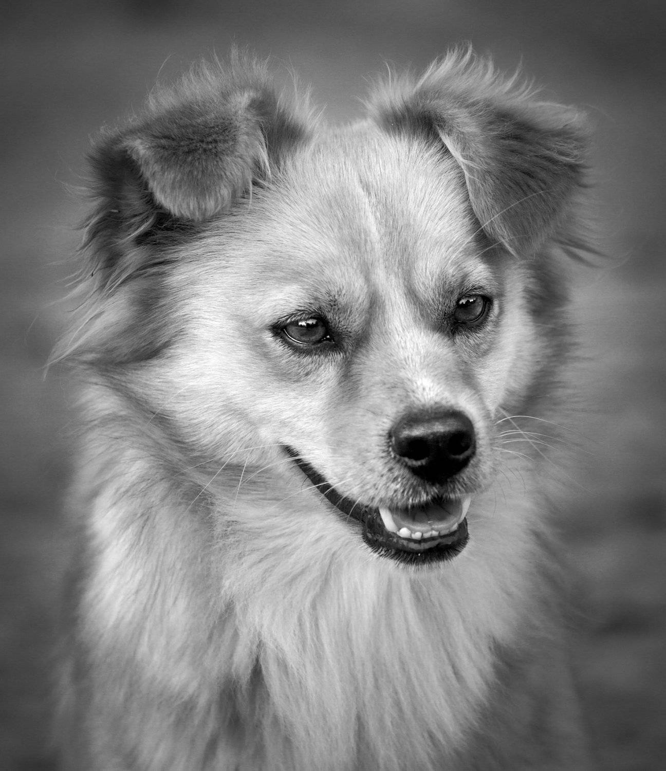 , Иван Любенов