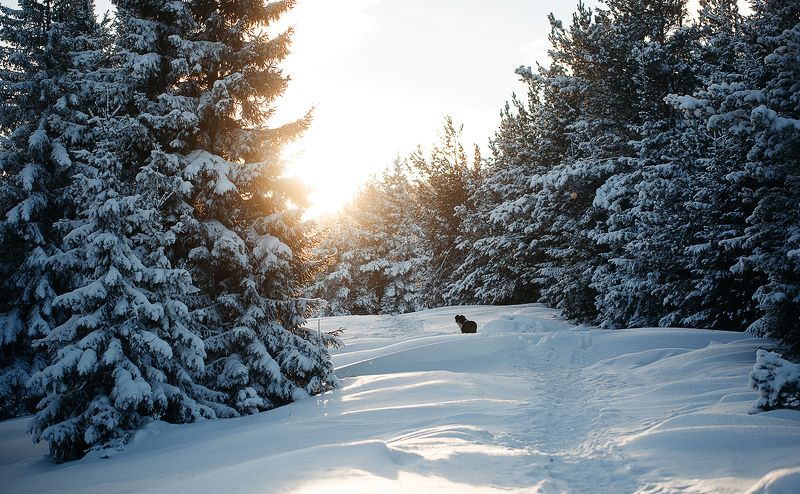 россия, зима, январь, снег, урал, лес, природа, собака, солнце  фото превью